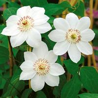 Clematis \'Miss Bateman\' (Large Plant) - 2 clematis plants in 3 litre pots