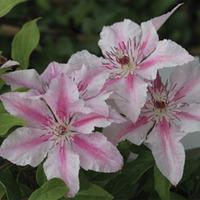 Clematis \'Pink Fantasy\' (Large Plant) - 1 clematis plant in 3 litre pot