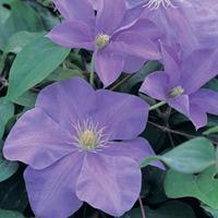 Clematis \'Fujimusume\' (Large Plant) - 2 clematis plants in 3 litre pots