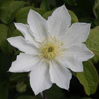 Clematis \'Apollonia\' (Large Plant) - 1 clematis plant in 3 litre pot