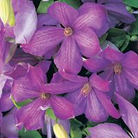 clematis mrs cholmondeley large plant 1 clematis plant in 3 litre pot