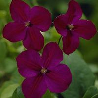 Clematis \'Jackmanii\' (Large Pl...