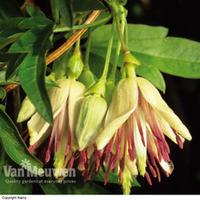 Clematis napaulensis - 2 clematis plants in 7cm pots