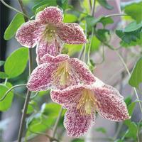 Clematis \'Freckles\' - 1 clematis plant in 9cm pot