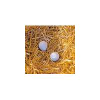 Clay Nest Eggs, Set of 2 for the perfect deception Westfalia