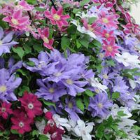 Clematis Lucky Dip - 1 clematis plant in 2 litre pot