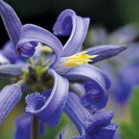 Clematis \'New Love\' - 2 clematis plants in 9cm pots