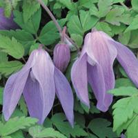 Clematis \'Frances Rivis\' (Large Plant) - 2 clematis plants in 3 litre pots