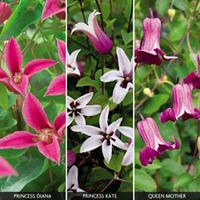 Clematis \'Royal Ladies Collection\' - 3 clematis plants in 7cm pots - 1 of each variety