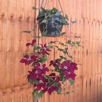 Clematis Rebecca Evpo016(N) Boulevard Patio 2 Pre-Planted Hanging Baskets