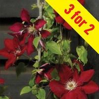 Clematis Rebecca Evpo016(N) Boulevard Patio 3 Plants 9cm Pot