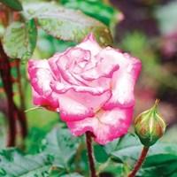 Climbing Rose Handel 3 Plants 3 Litre