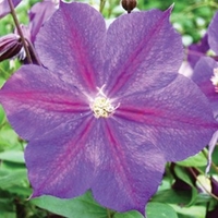 clematis star of india 1 plant 9cm pot