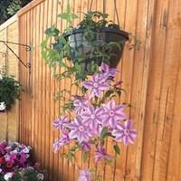 Clematis Ooh La La 1 Pre-Planted Hanging Basket