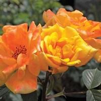 Climbing Rose Maigold 3 Plants 3 Litre