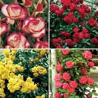 Climbing Roses Scented Collection 4 Bare Root Plants