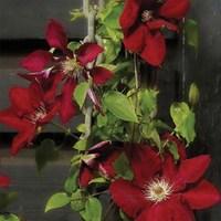 Clematis Rebecca Evpo016(N) Boulevard Patio 1 Plant 2 Litre Pot