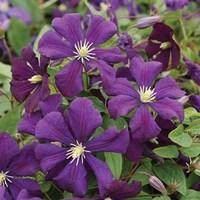 Clematis etoile Violette 3 x 7cm Pot Plant