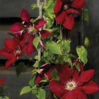 Clematis Rebecca Evpo016(N) Boulevard Patio 1 Plant 9cm Pot