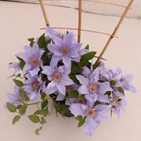 Clematis Flora® Filigree Evison & Poulsen® 1 Trellis Plant 2 Litre