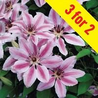 Clematis Nelly Moser 3 Plants 9cm Pot