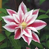 Clematis Andromeda 1 Trellis 2 Litre Pot