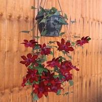 Clematis Nubia Evipo079 2 Pre-Planted Hanging Basket