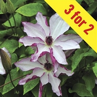 Clematis Omishoro 3 Plants 9cm Pot