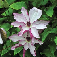 Clematis Omishoro 1 Plant 9cm Pot