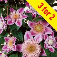 clematis regal josephine evison amp poulsen174 3 plants 9cm pot