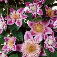 Clematis Regal Josephine Evison & Poulsen® 1 Plant 9cm Pot