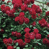 climbing rose etoile de hollande 1 plant 3 litre