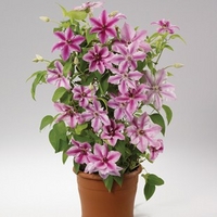 clematis ooh la la 3 plants 9cm pot