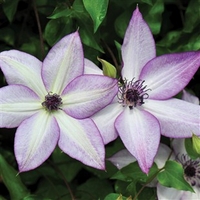 clematis utopia 1 plants 9cm pot