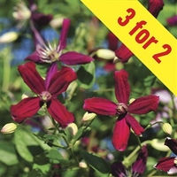 Clematis Sweet Summer Love 3 Plants 9cm Pot