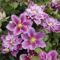 Clematis Piilu 3 Plants 7cm Pot