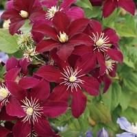 Clematis Niobe 3 Plants 7cm Pot