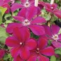 Clematis Westserplatte 1 Plant 7cm Pot