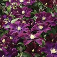 Clematis Warszawska Nike 1 Plant 7cm Pot