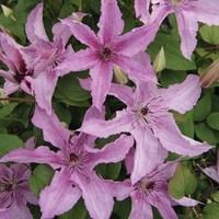 Clematis Hagley Hybrid 1 Plant 7cm Pot