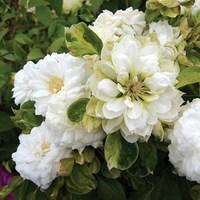 Clematis Duchess of Edinburgh 1 Plant 7cm Pot