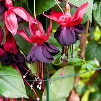 Climbing Fuchsia \'Lady in Black\' x 3 garden ready plants