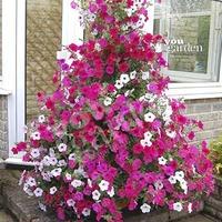 Climbing Petunia Tidal Wave mix 24 plugs