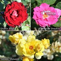 Climbing Rose Collection - 3 varieties