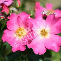 Climbing Rose \'Summer Breeze\' bare root