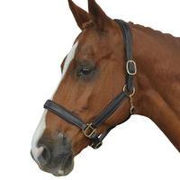 Collegiate Padded Leather Headcollar