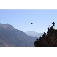 colca valley overnight tour from arequipa colca canyon vicuna reserve  ...