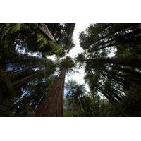Combo Tour: Muir Woods and Sausalito and Wine Country