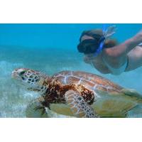 Cozumel Shore Excursion: Akumal Bay and Yal Ku Lagoon Snorkel and Sea Turtle Adventure