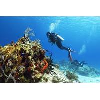 Cozumel Express 2-Tank Dives from Playa del Carmen